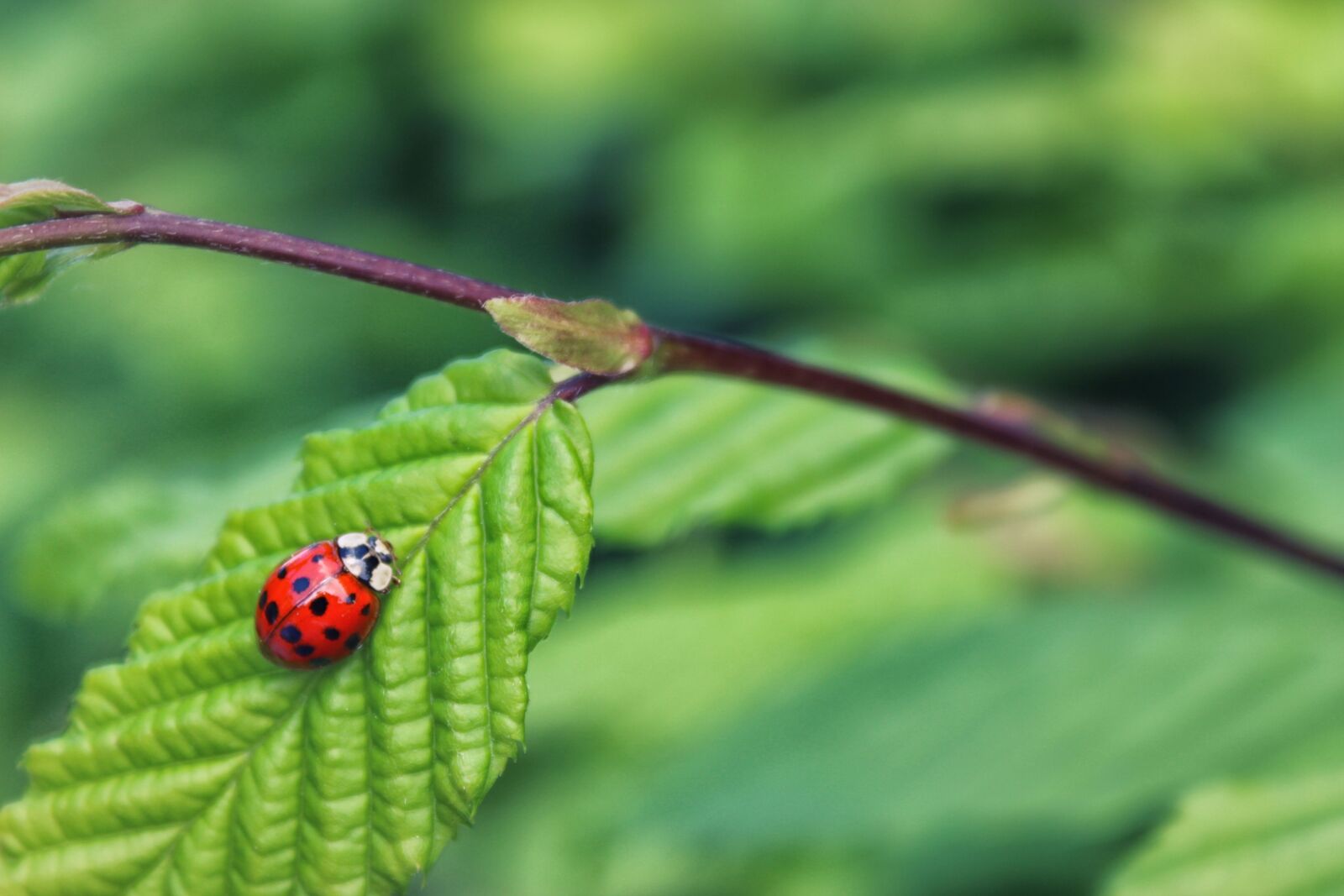 Canon EOS 600D (Rebel EOS T3i / EOS Kiss X5) sample photo. Ladybug, ladybird, nature photography