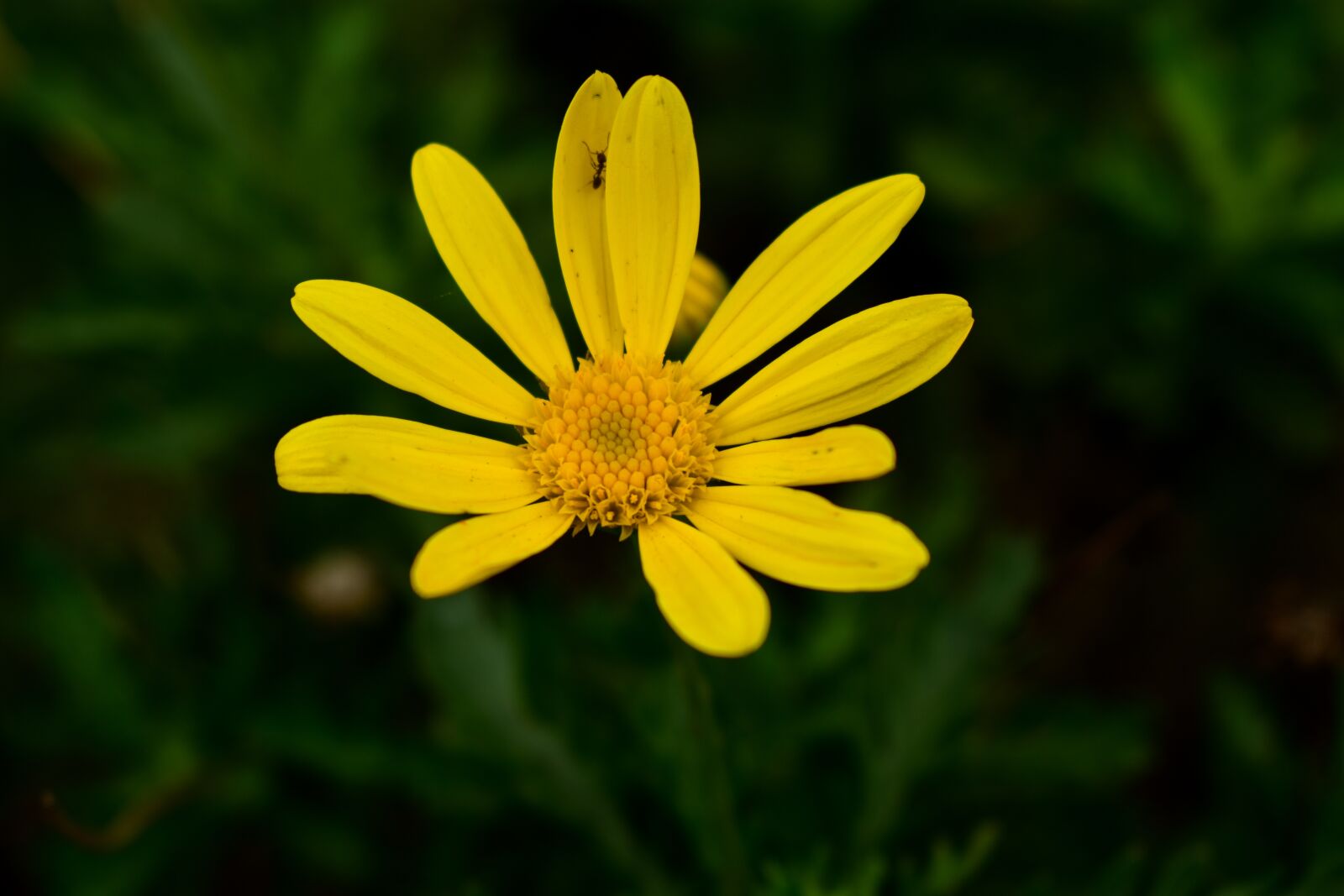 Nikon D3400 sample photo. Nature, plant, summer photography