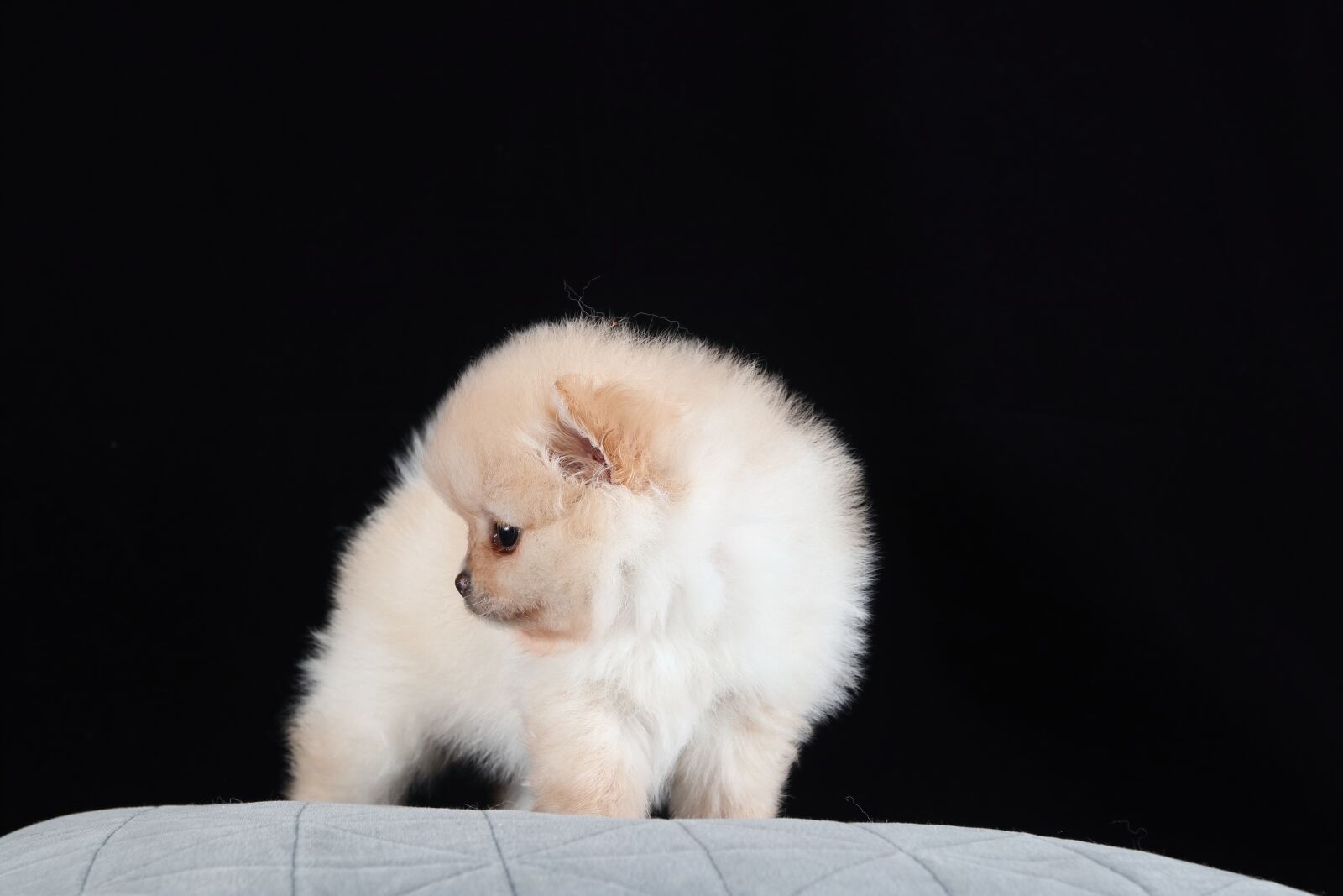 Canon EF 16-35mm F2.8L II USM sample photo. Pomeranian, dog, brown photography