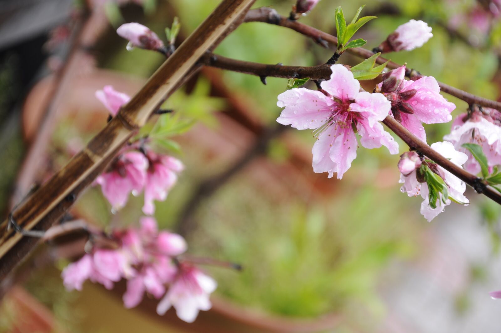 Nikon D90 sample photo. Blue, peach, flower photography