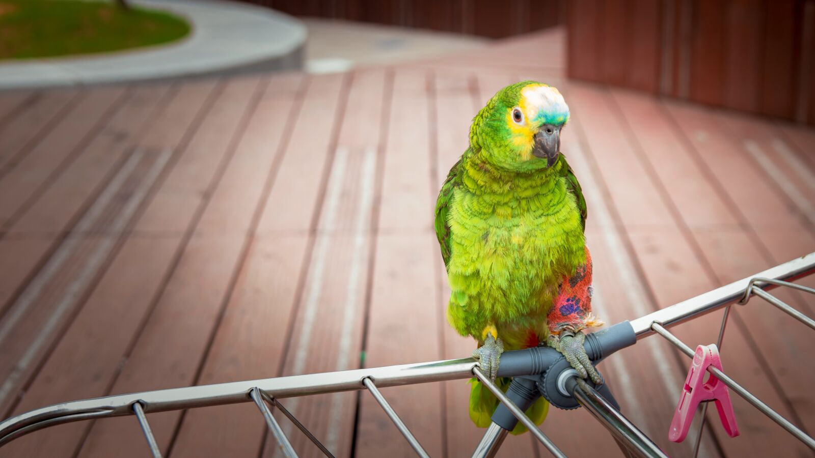 Canon EOS 70D sample photo. Parrot, bird, plumage photography