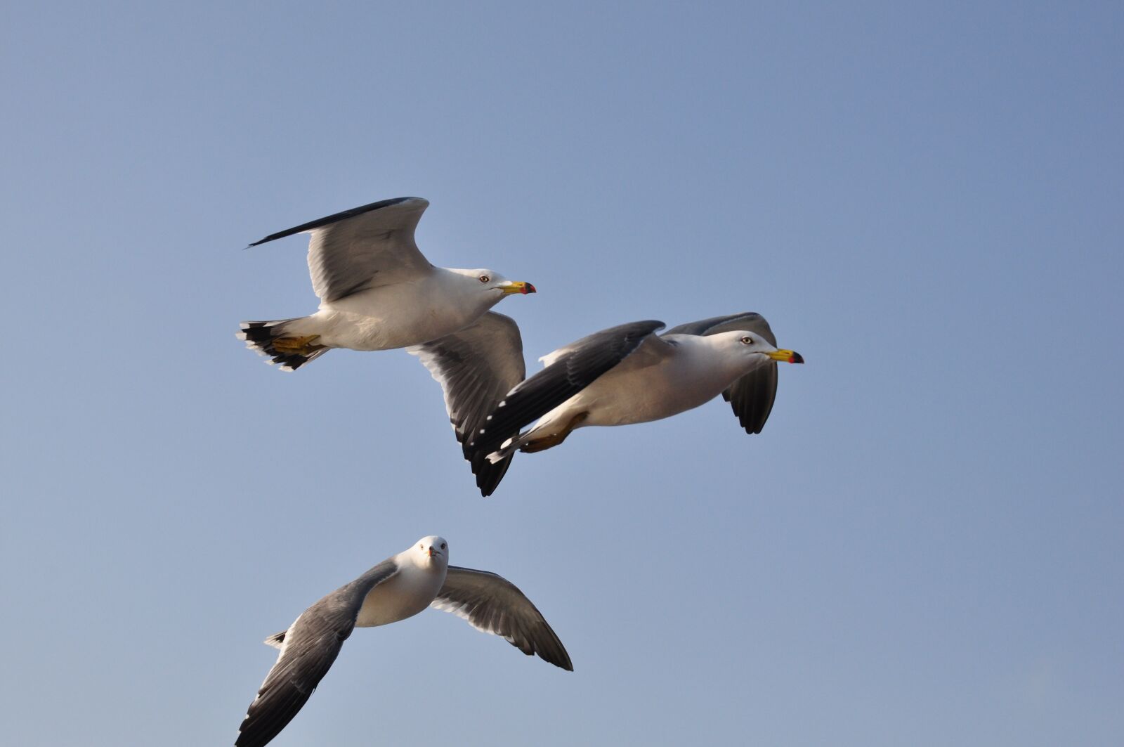 Nikon D90 sample photo. Seagull, emergency, flight photography