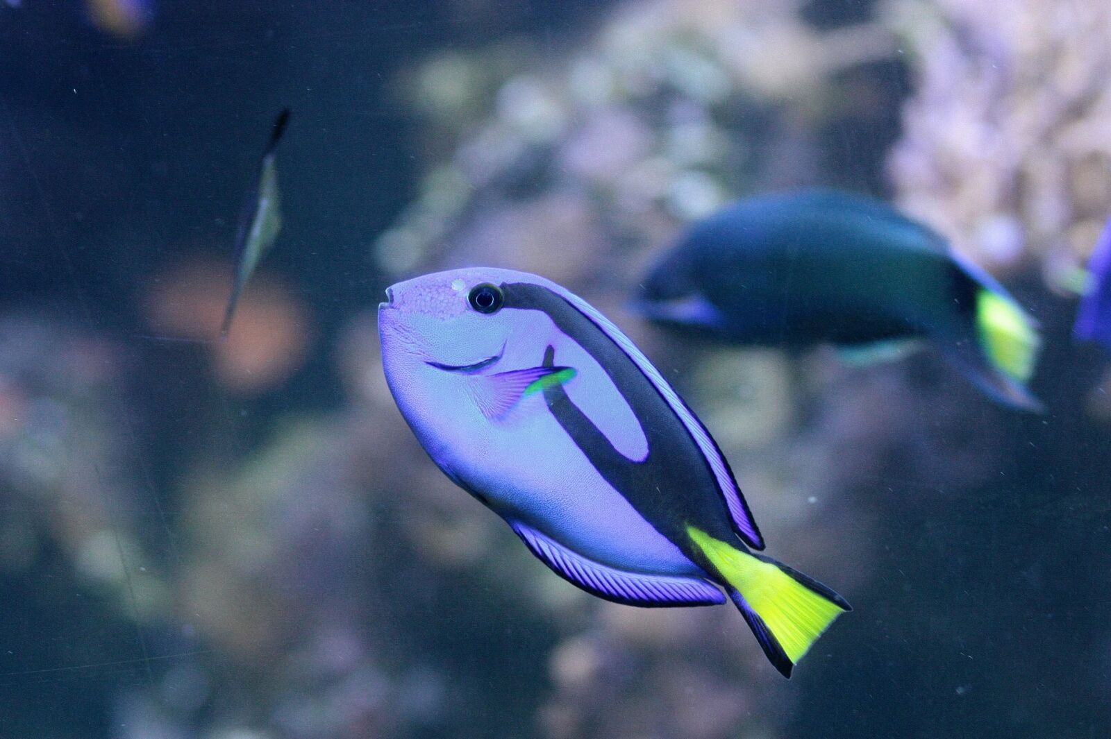 Canon EOS 450D (EOS Rebel XSi / EOS Kiss X2) sample photo. Surgeonfish, over, blue photography