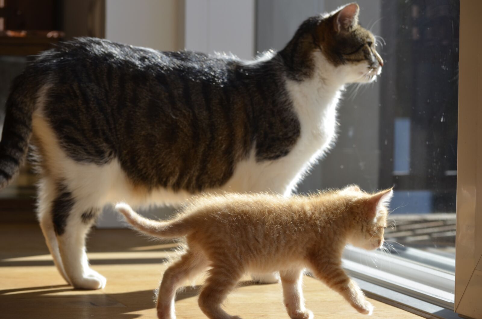 Nikon D5100 sample photo. Odd couple, cat, kitten photography