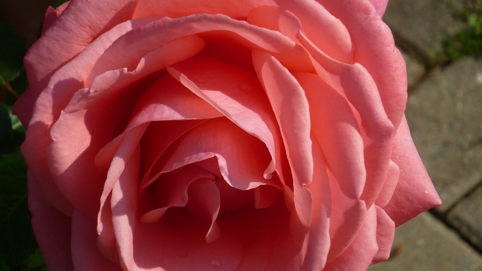 Panasonic Lumix DMC-FS6 sample photo. Rose, flower, popular photography
