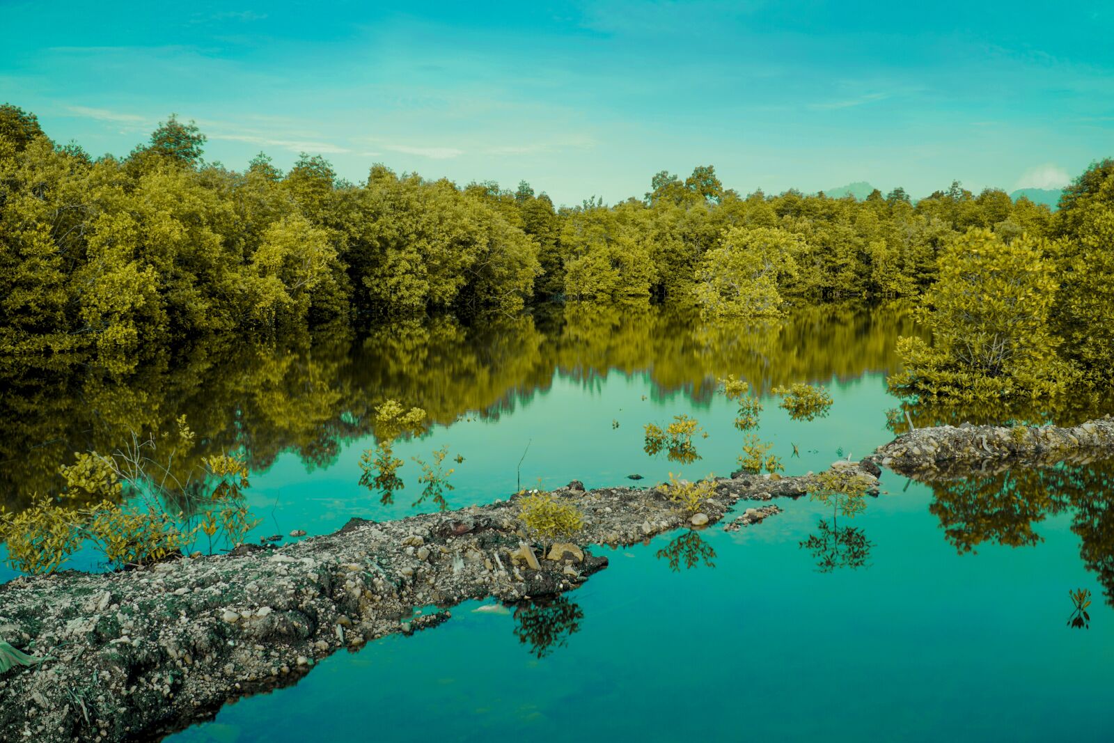 Sony a6000 + Sony E PZ 18-105mm F4 G OSS sample photo. Nature, tree, water photography