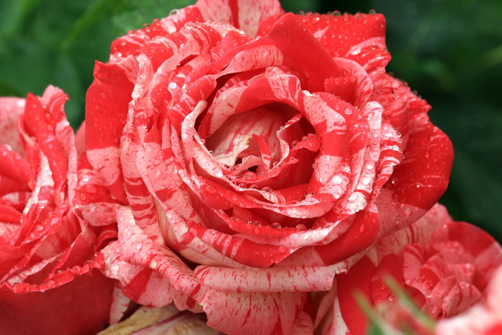 Canon EOS 7D Mark II sample photo. Rose, white-red, rose flower photography