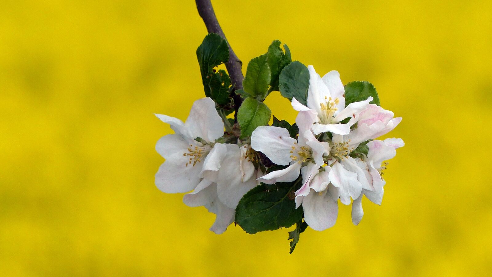 Panasonic Lumix DMC-FZ200 sample photo. Blossom, bloom, apple blossom photography