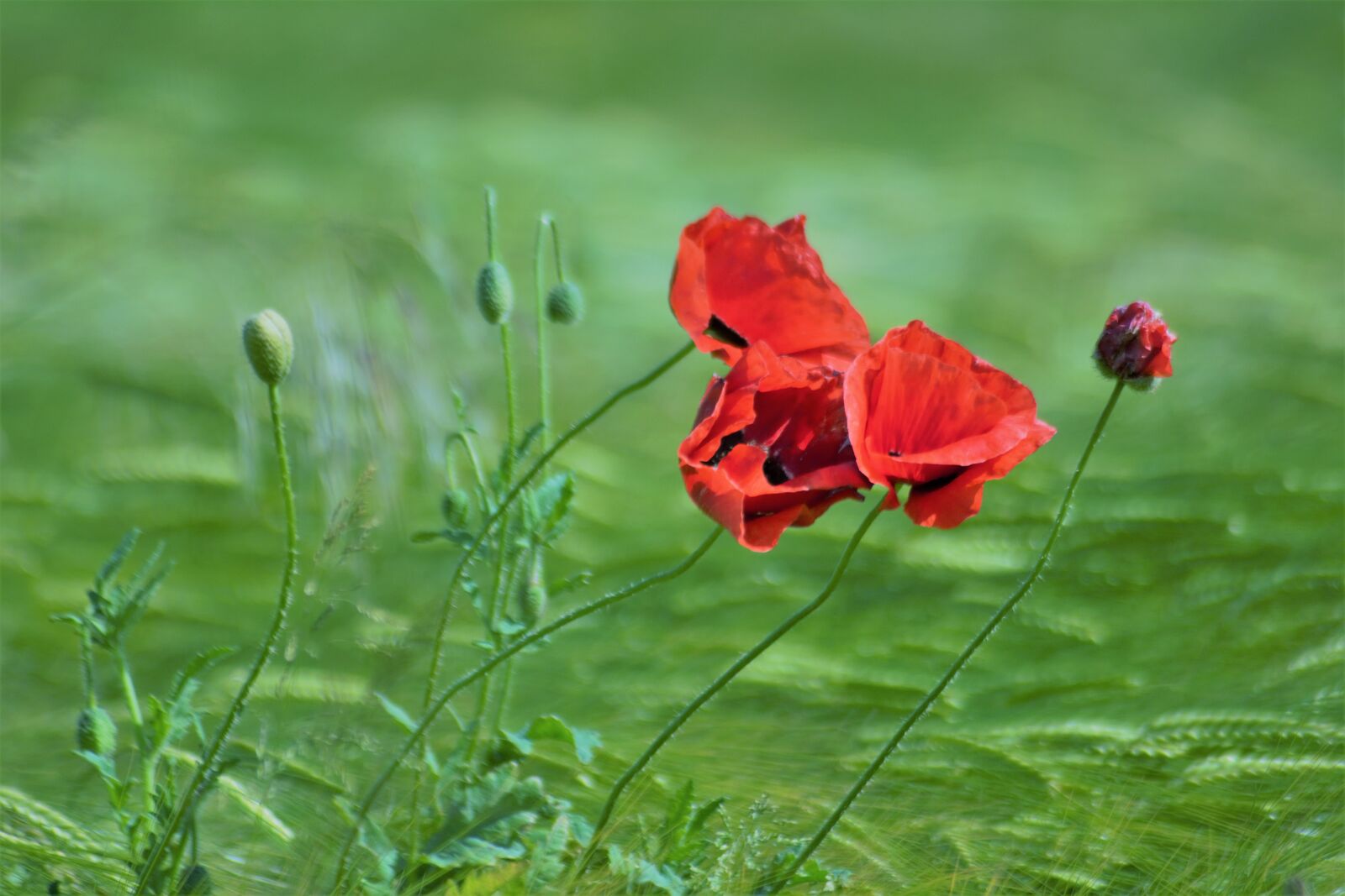 Nikon D7100 sample photo. Summer, sol, landscape photography