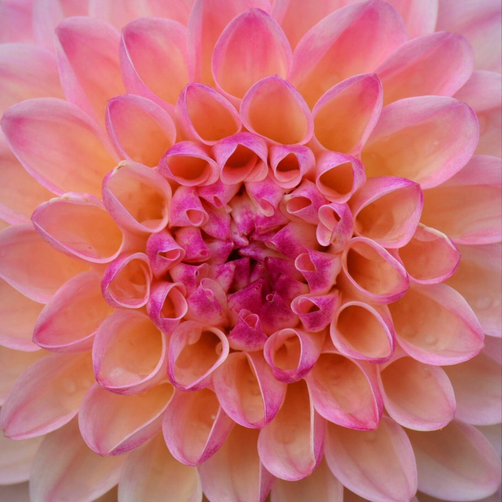 Nikon D5200 sample photo. Flower, nature, dahlia photography