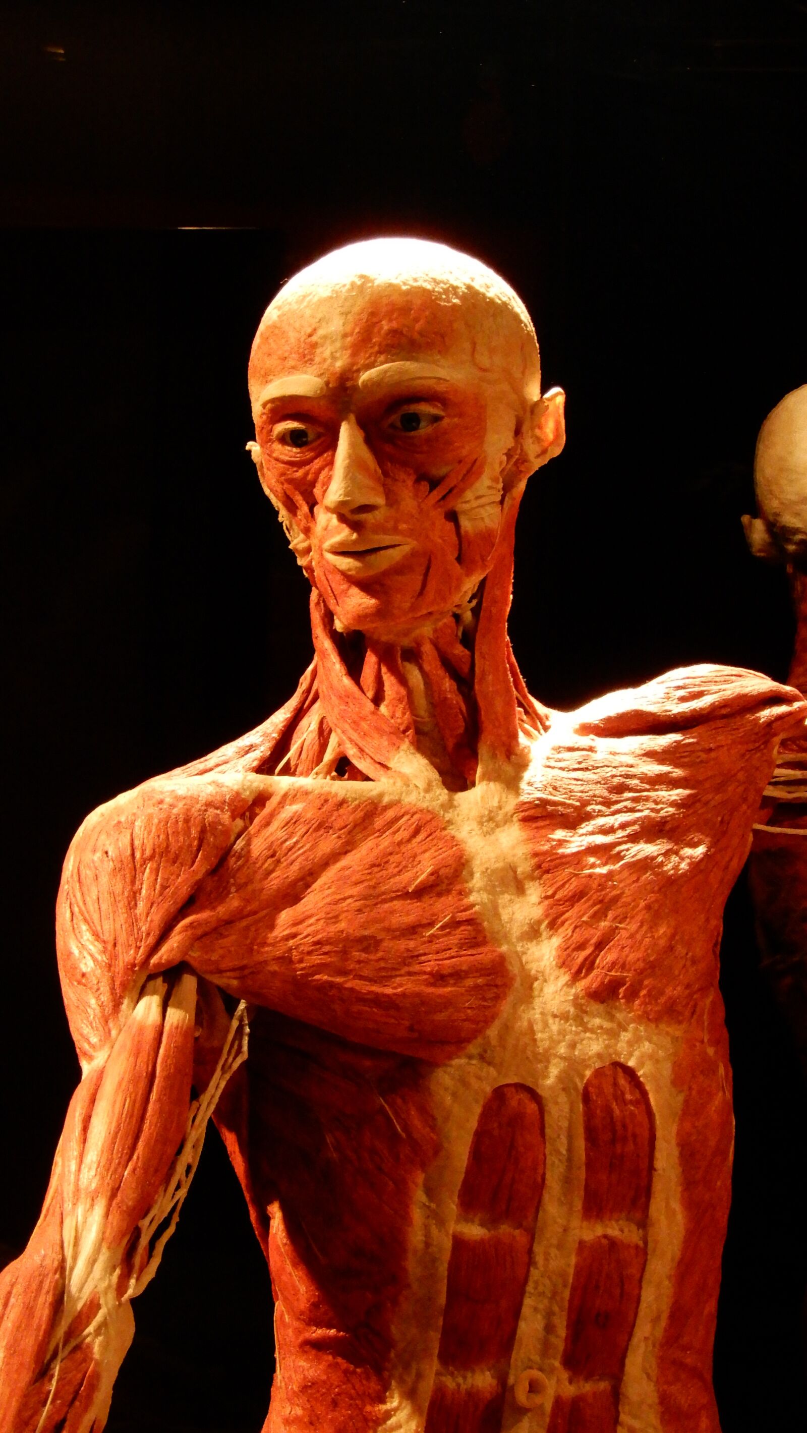Nikon Coolpix A900 sample photo. Body worlds, human, exhibition photography