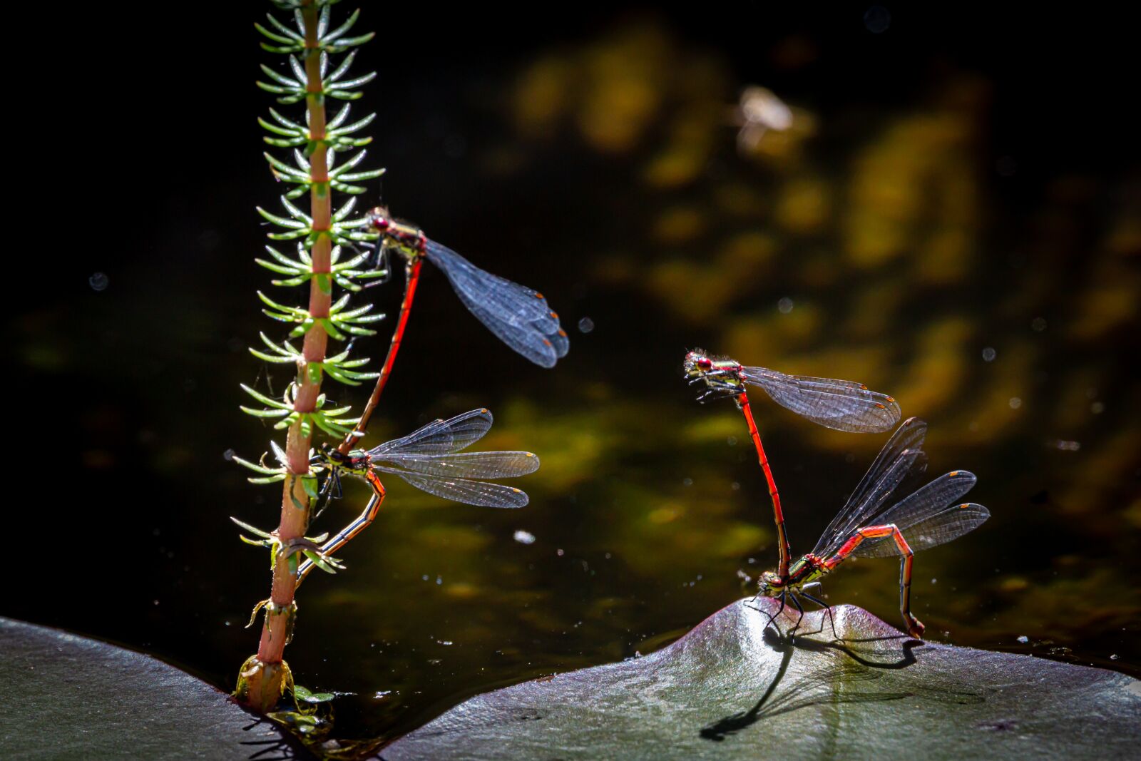 Canon EOS 6D + 150-600mm F5-6.3 DG OS HSM | Contemporary 015 sample photo. Pyrrhosama nymphula, dragonfly, adonis photography