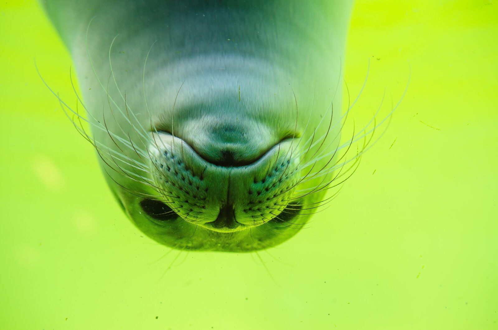 Nikon D5100 sample photo. Crawl, seal, north sea photography