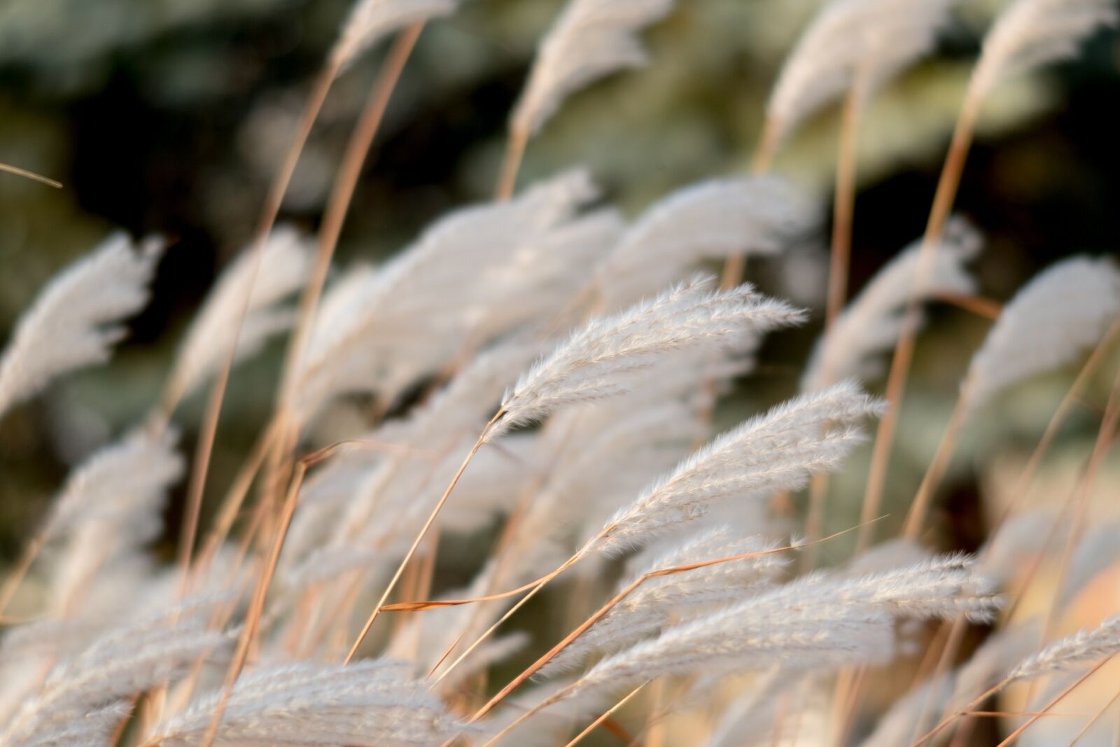 Fujifilm X-T10 sample photo. Nature, plant, farm photography