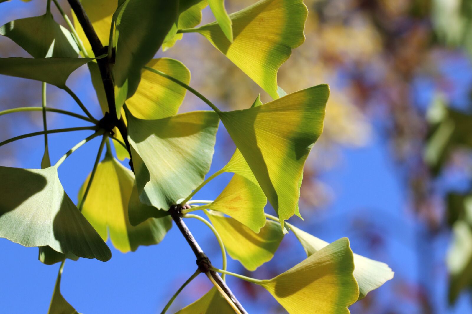 Canon EOS 800D (EOS Rebel T7i / EOS Kiss X9i) sample photo. Autumn leaves, autumn, maple photography