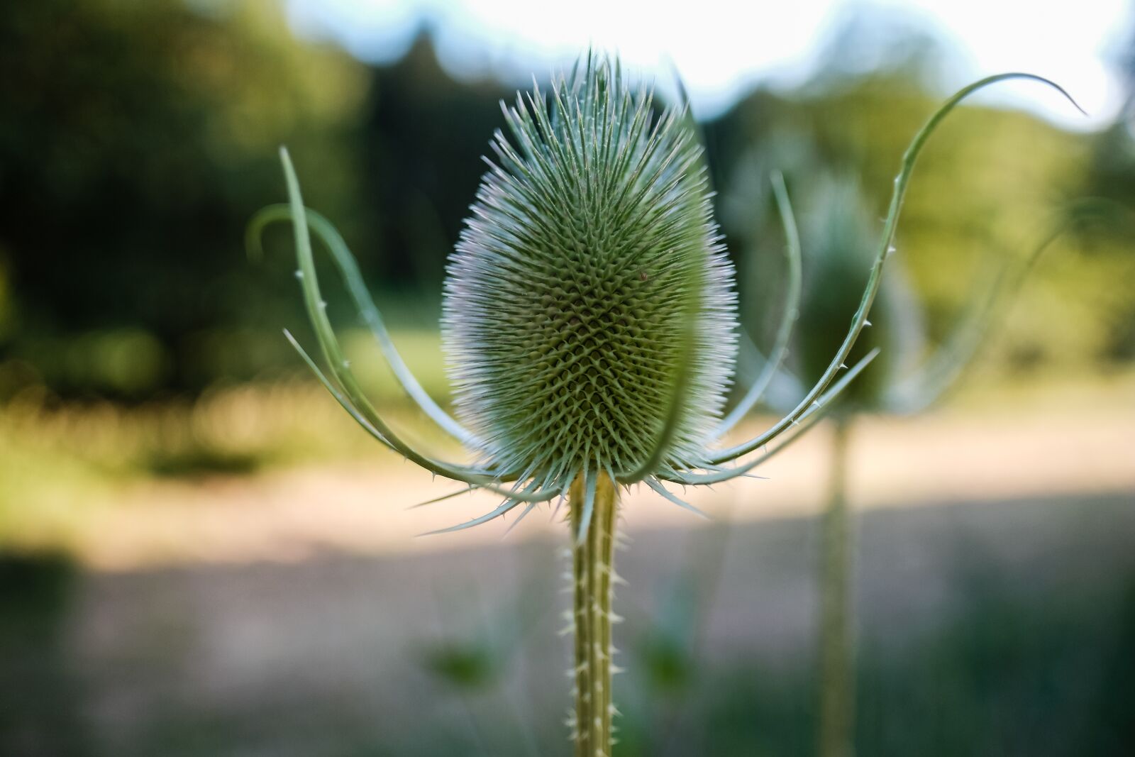Fujifilm X-T2 + Fujifilm XF 16mm F1.4 R WR sample photo. Nature, plant, flower photography