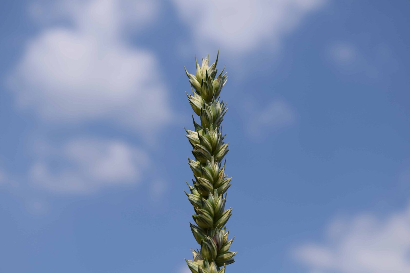 Nikon D3300 sample photo. Summer, nature, grass, blue photography