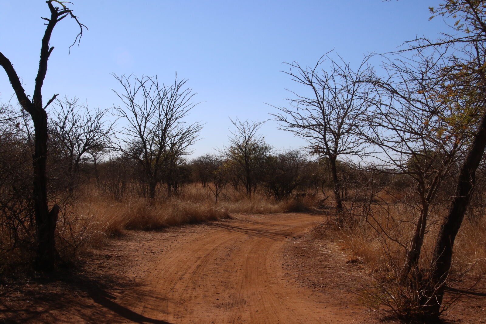 Canon EOS 7D Mark II sample photo. Blue, sky, branches, bush photography