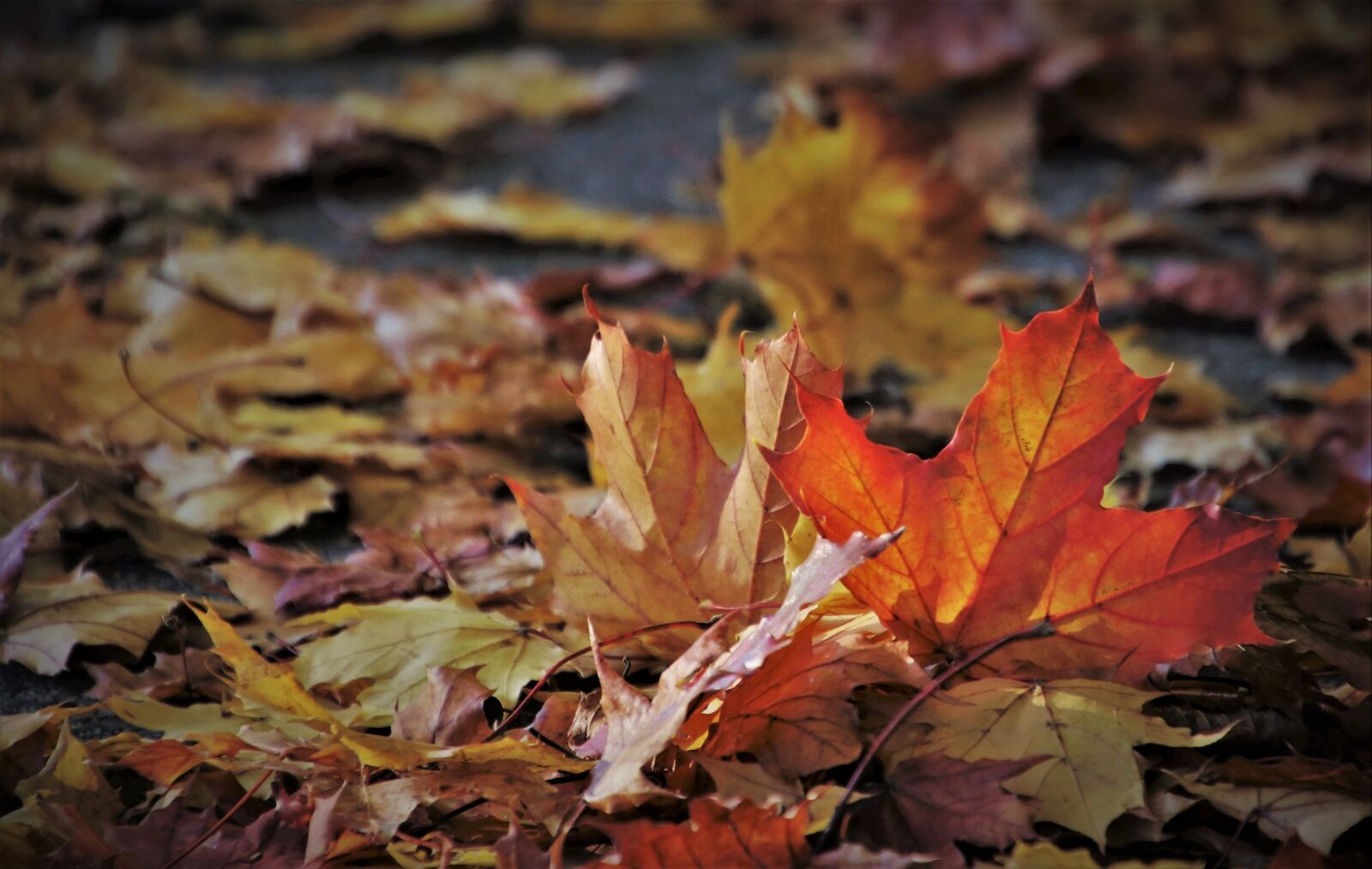 Canon EOS 80D sample photo. The decrease in, autumn photography