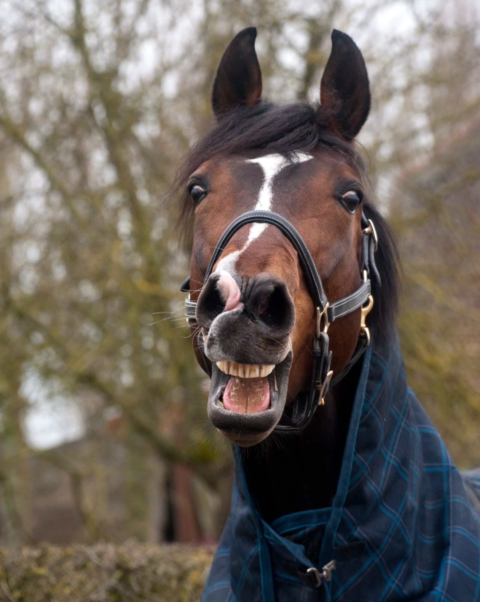Nikon D300 sample photo. Horse, neigh, head photography