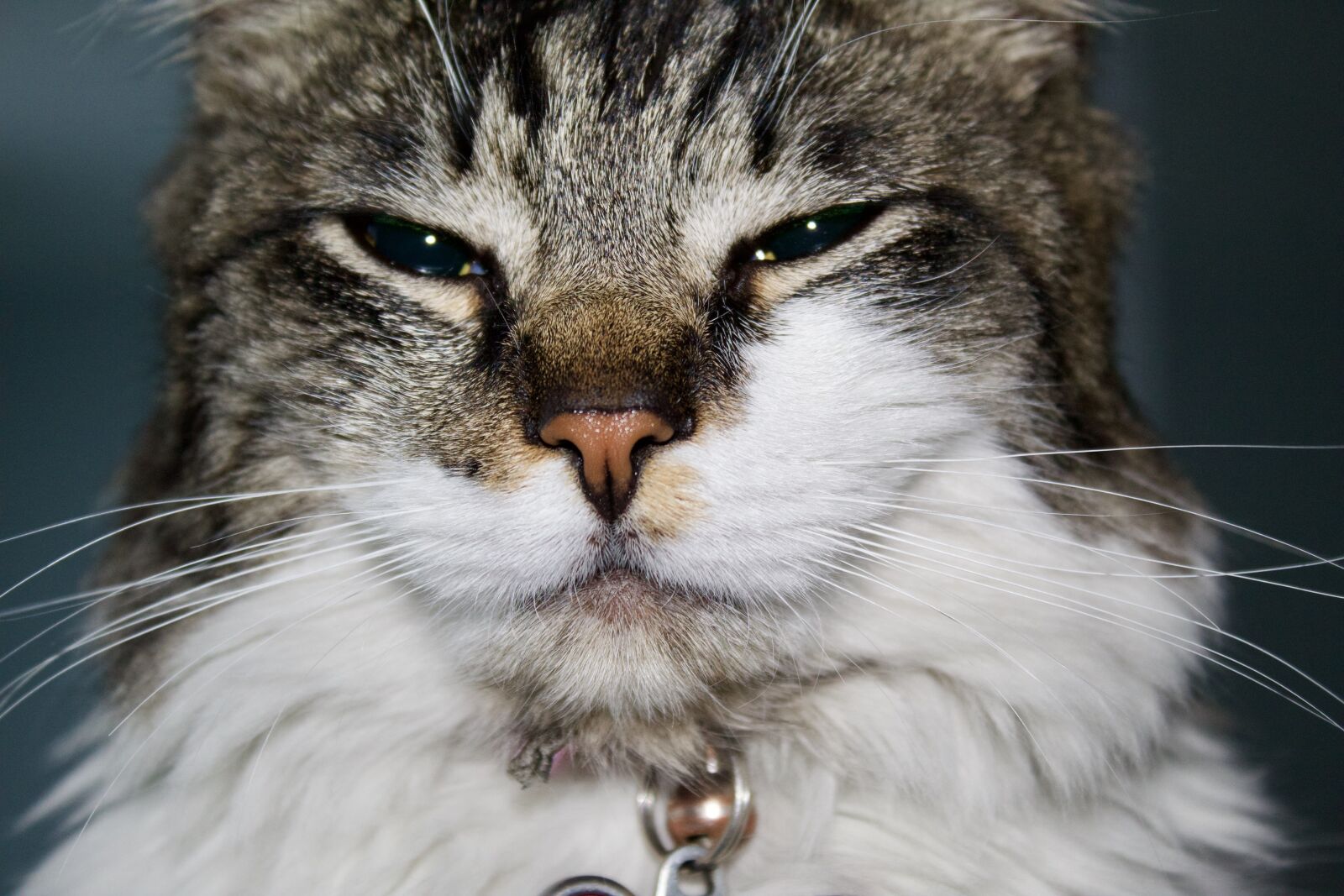 Canon EOS 1300D (EOS Rebel T6 / EOS Kiss X80) sample photo. Cat, domestic, face photography
