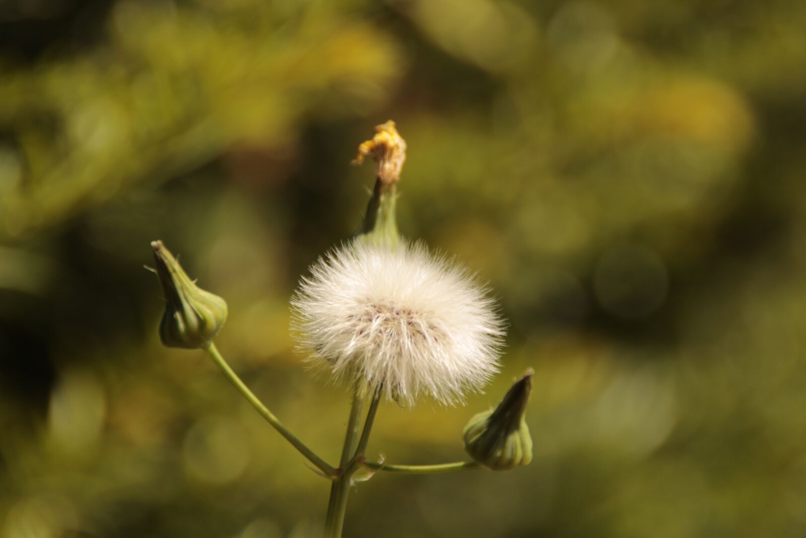 Canon EOS 650D (EOS Rebel T4i / EOS Kiss X6i) sample photo. Dandelion, nature, blossom photography