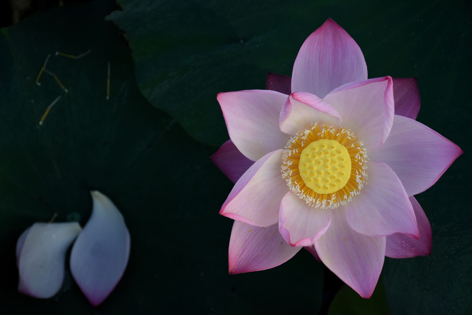 Nikon D7200 sample photo. Lotus, flower, nature photography