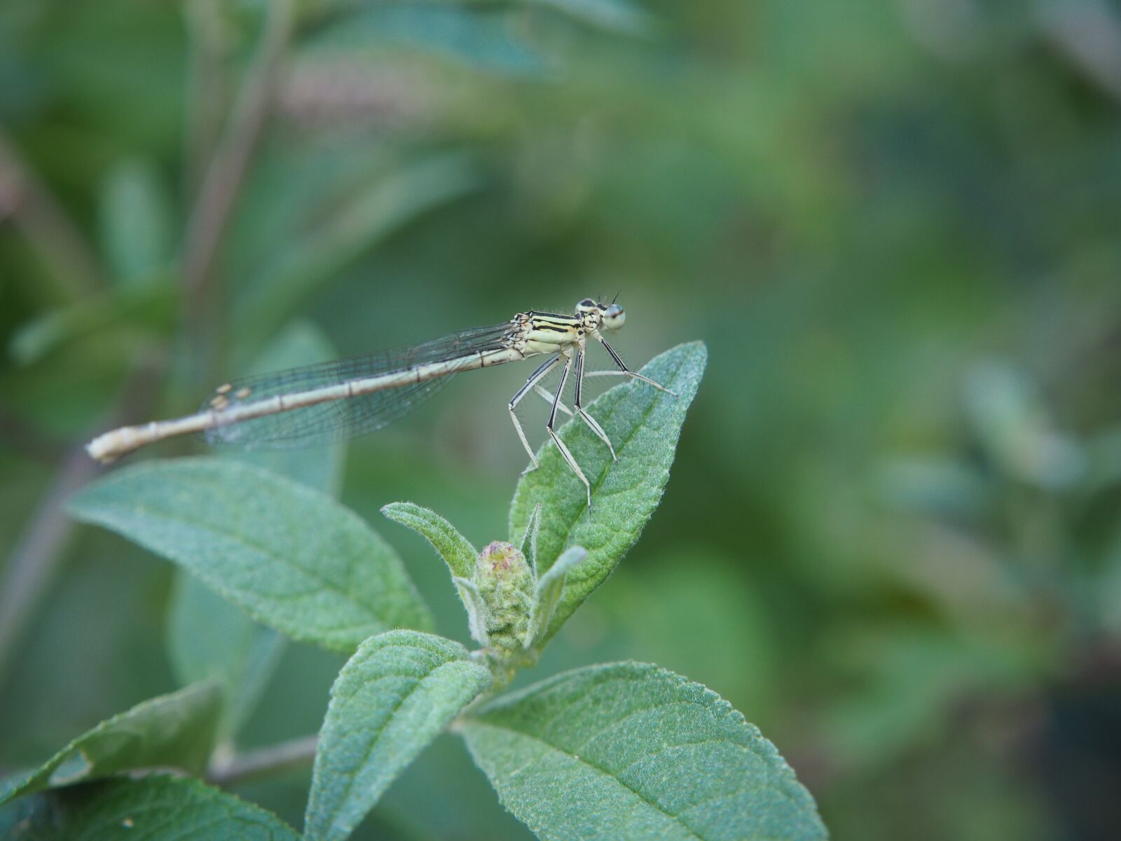 Olympus OM-D E-M10 sample photo. Dragonfly, insect, leaf photography