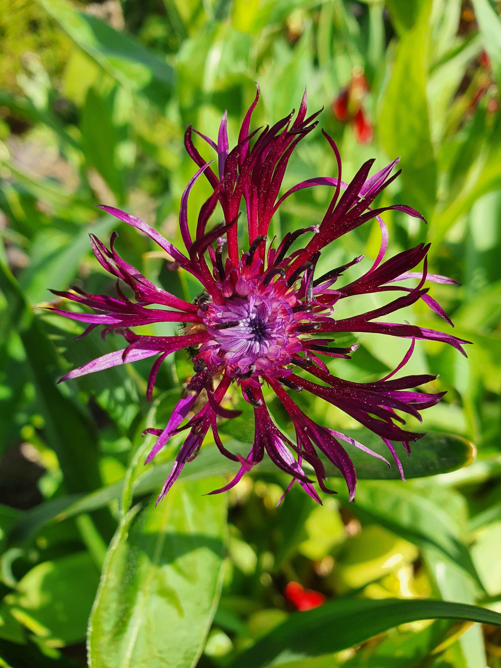 Samsung Galaxy S10 sample photo. Centaurea, flower, bloom photography