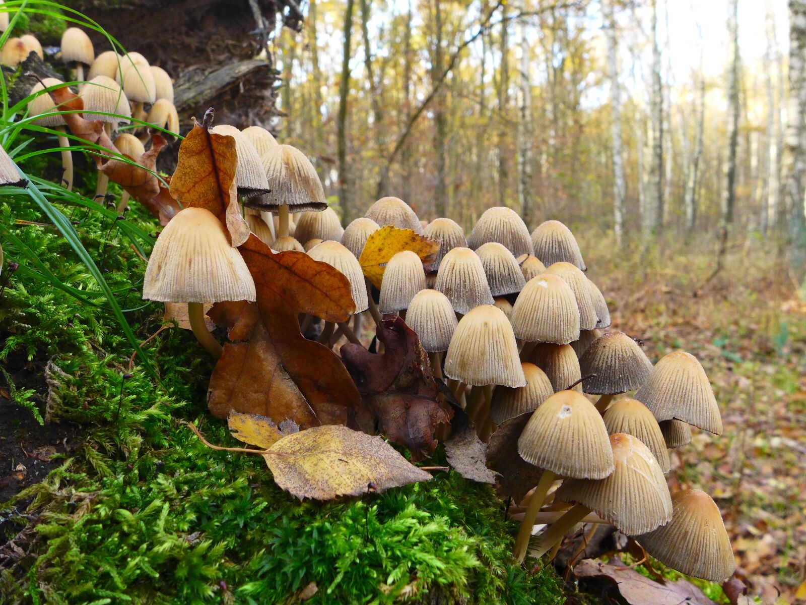 Panasonic Lumix DMC-LX7 sample photo. Mushrooms, forest, nature photography