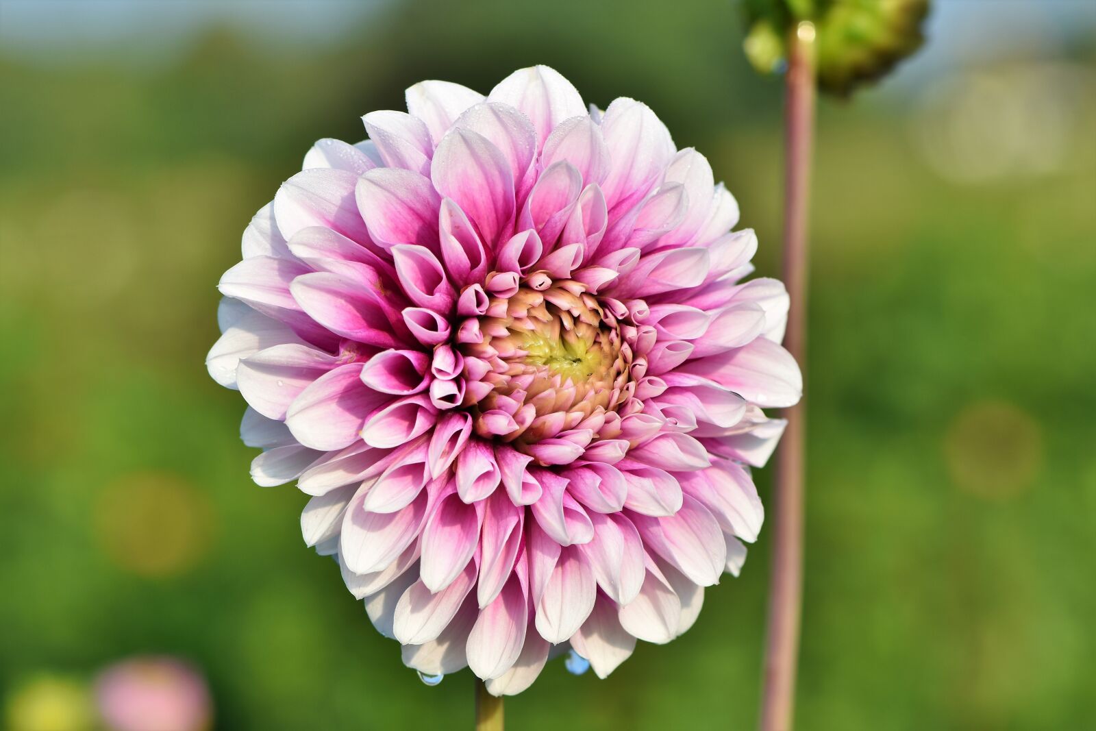 Nikon D7200 sample photo. Dahlia, dahlias bud, flower photography