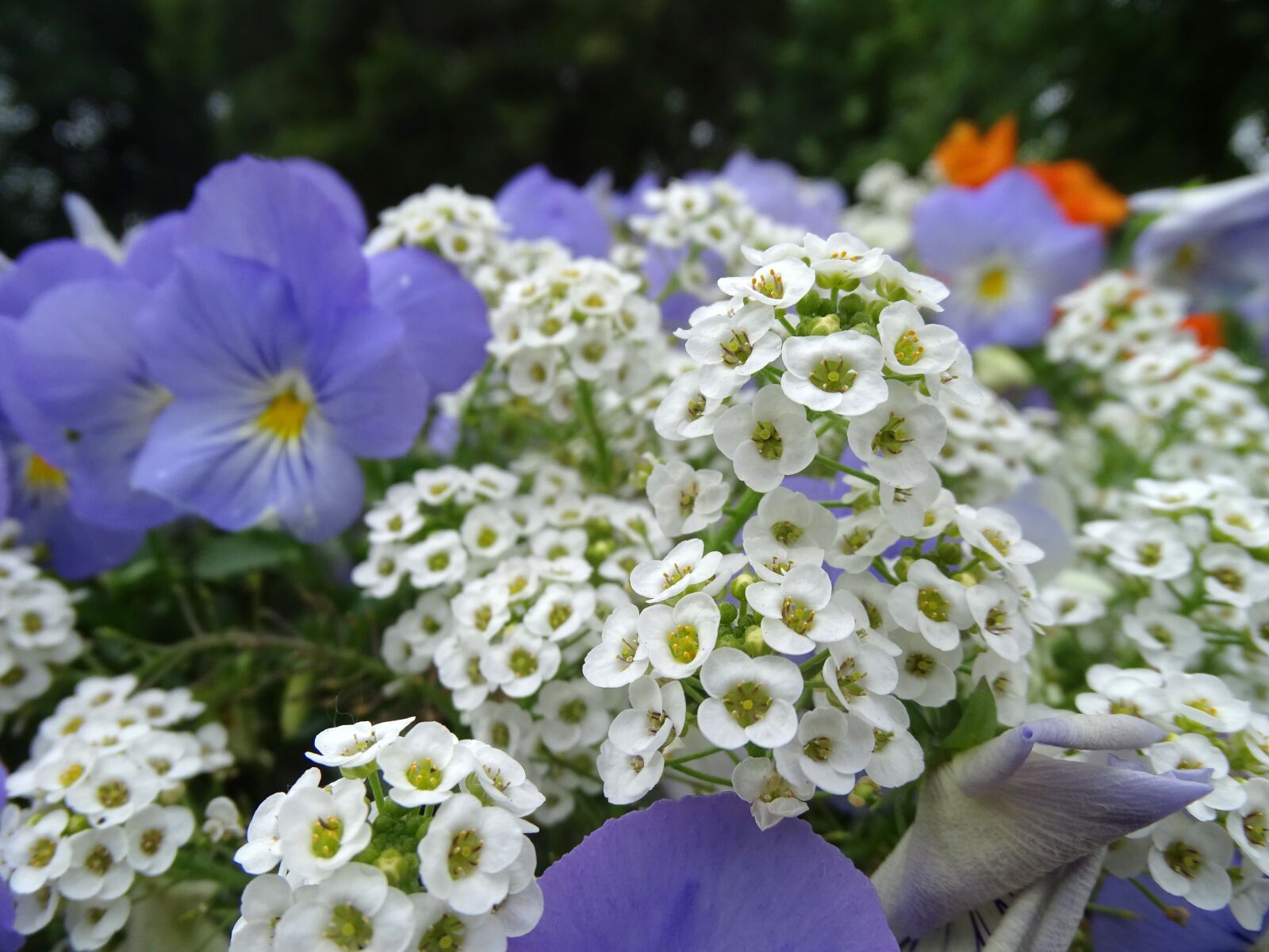Sony DSC-HX400 sample photo. Flowers, flower bed, multi photography