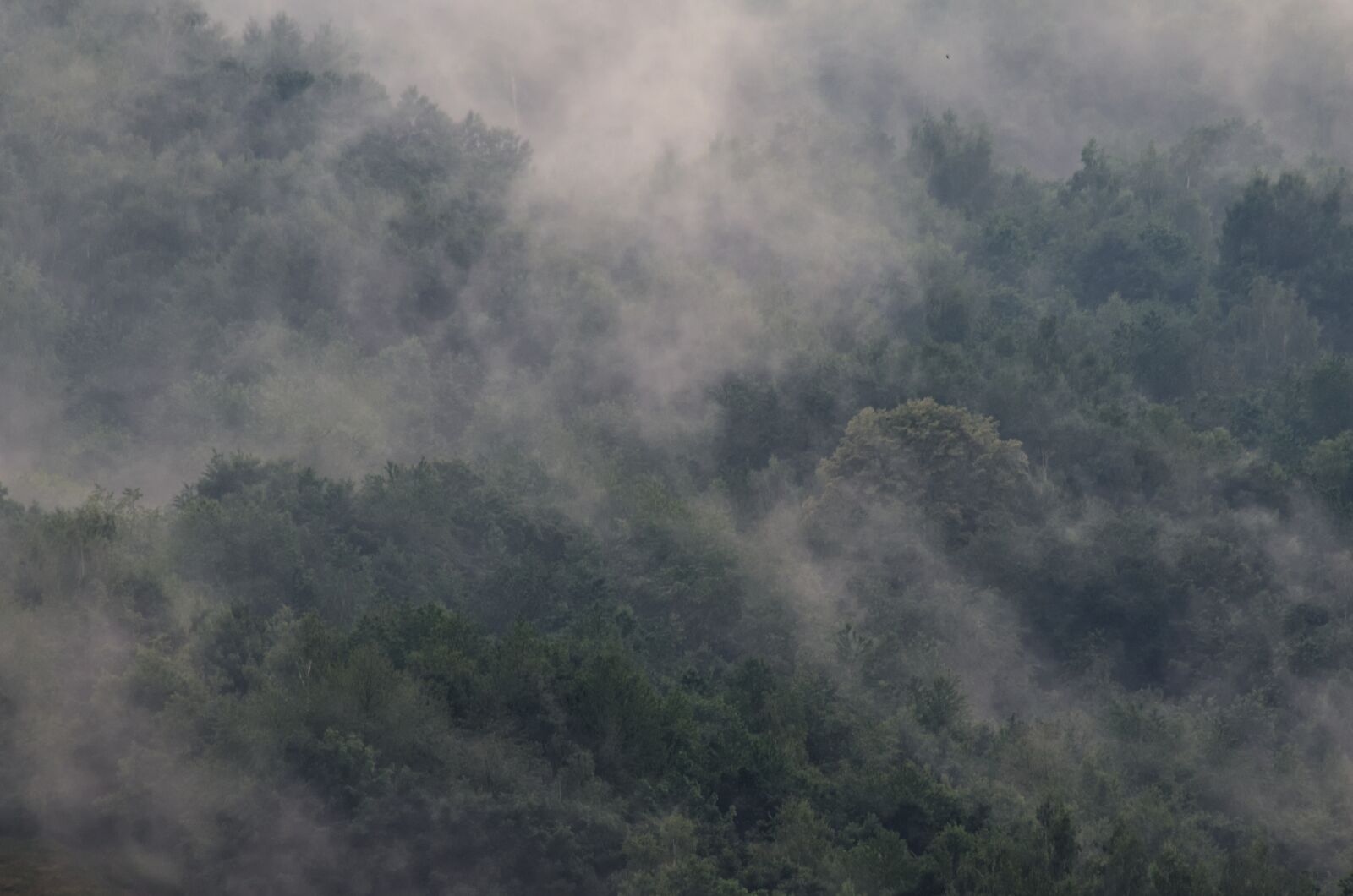 Nikon D5100 sample photo. Fog, forest, trees photography