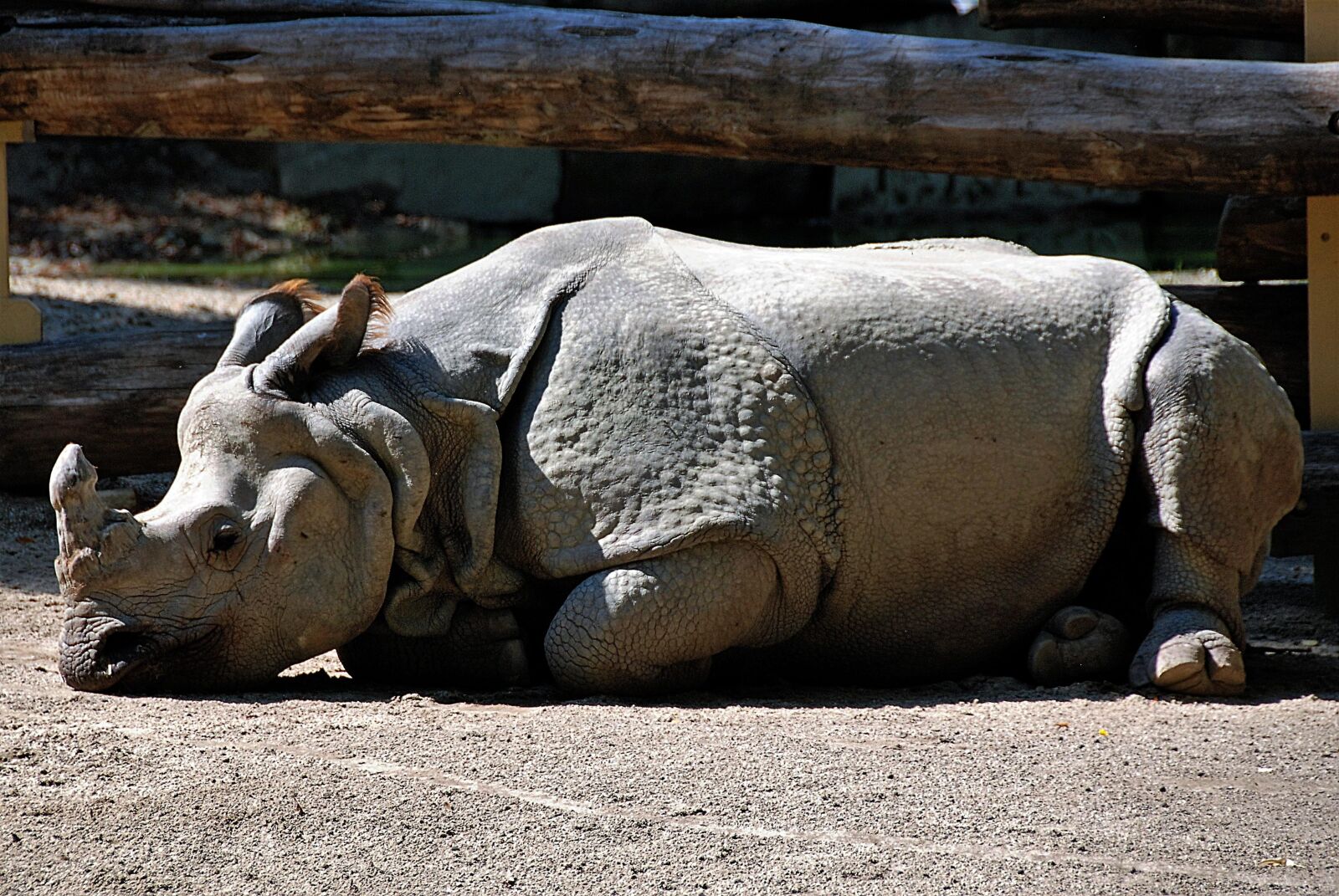 Nikon D80 sample photo. Rhino, lying, zoo photography