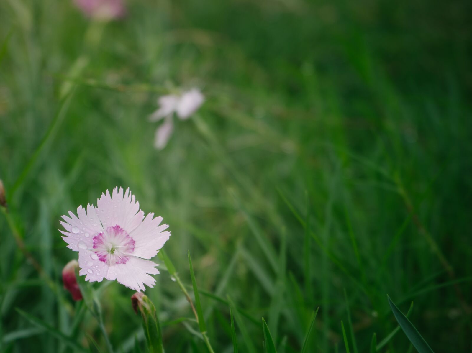 Sony a7 + Sony FE 28-70mm F3.5-5.6 OSS sample photo. Pink, flower, grass photography