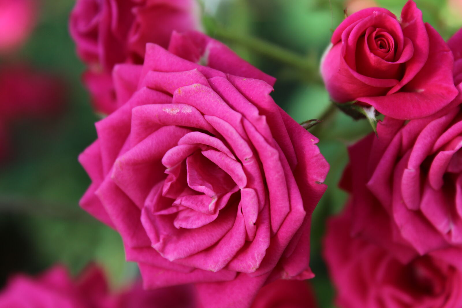 Canon EOS 1200D (EOS Rebel T5 / EOS Kiss X70 / EOS Hi) sample photo. Bud, flower, nature, pink photography