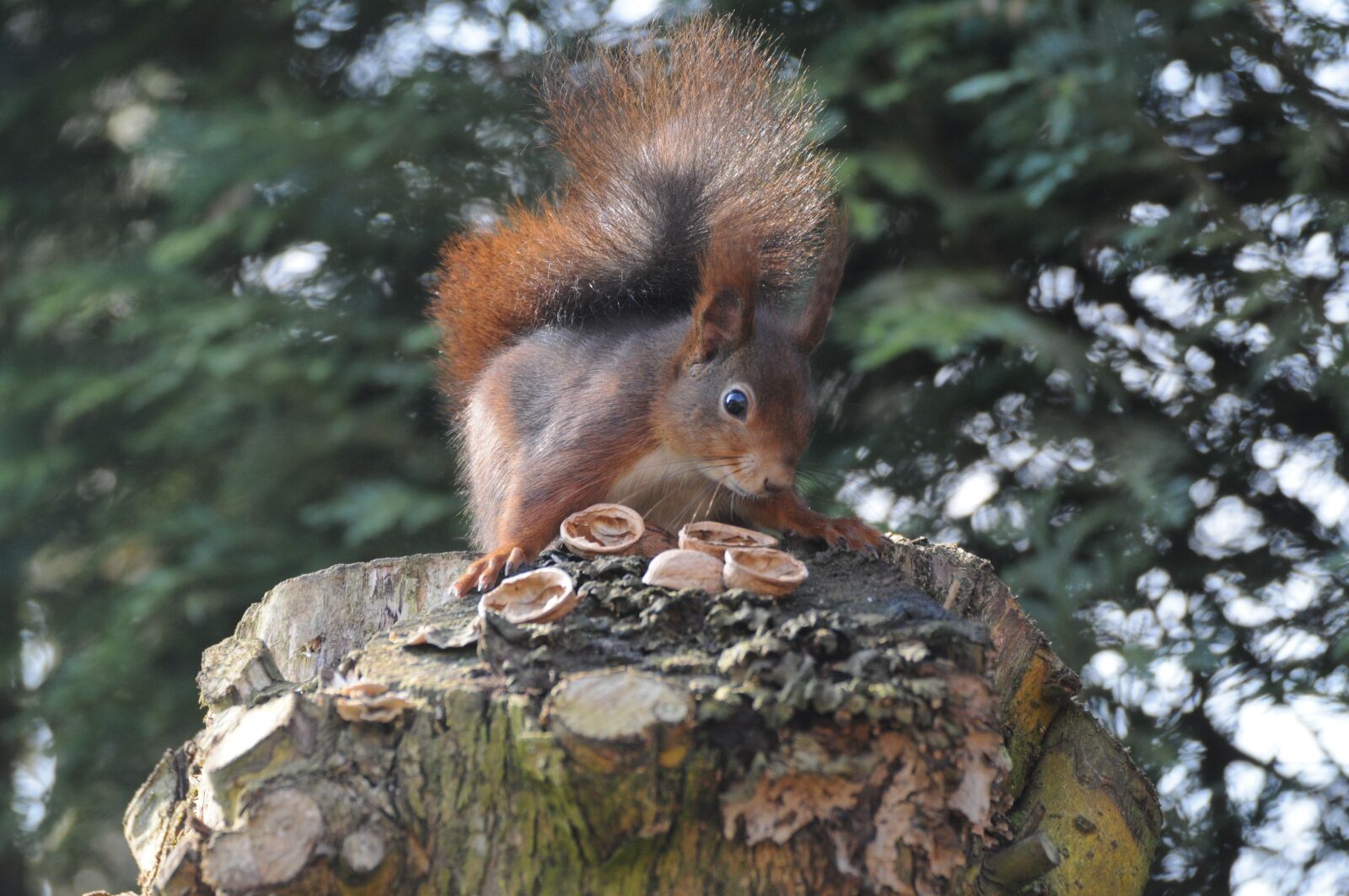 Nikon D5000 sample photo. Tree, mammal, nature photography