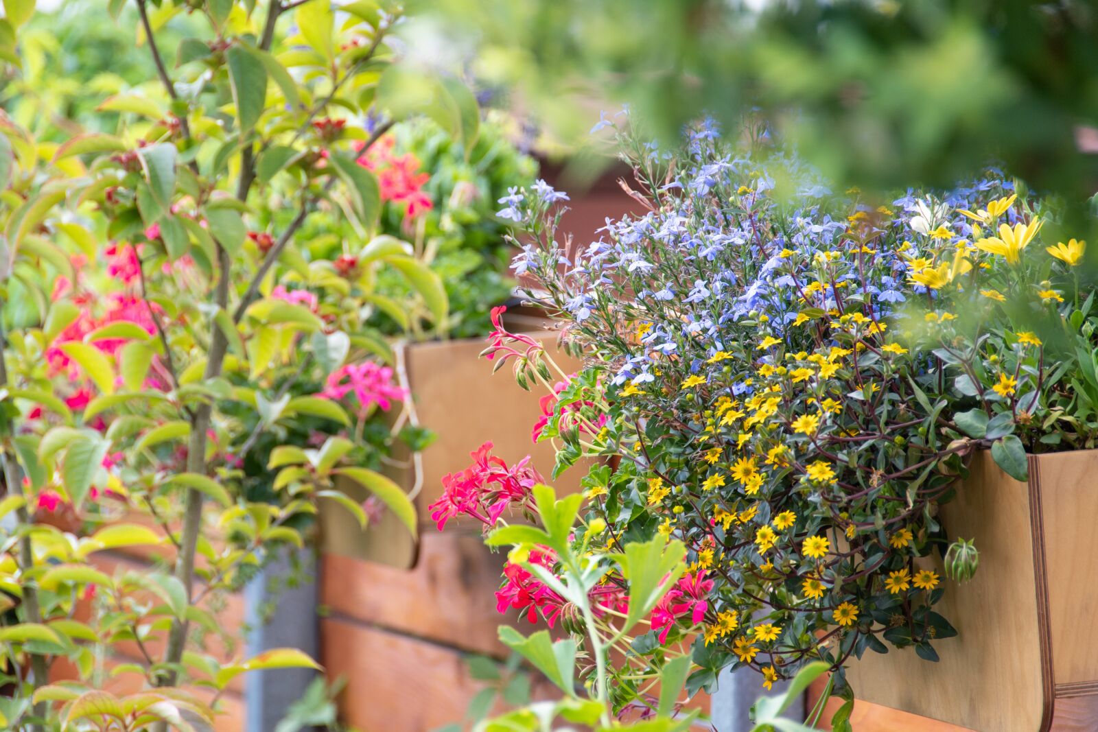 Nikon D500 sample photo. Flowers, boxes, garden photography