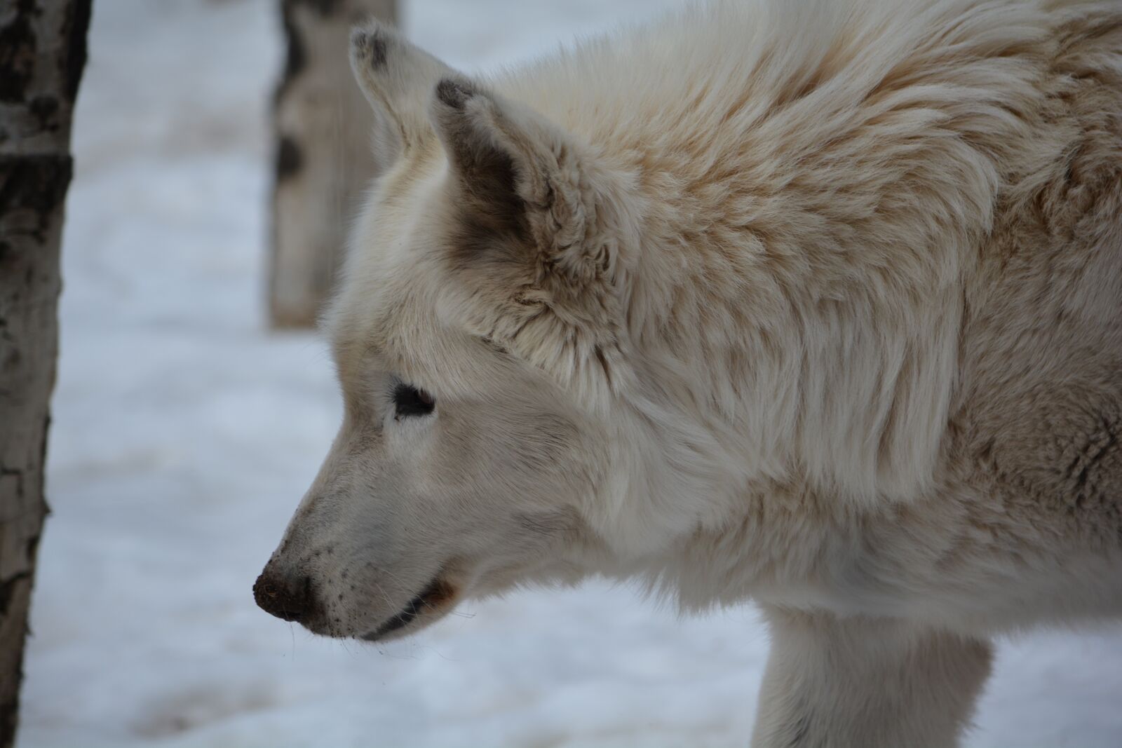 Nikon D7100 sample photo. Wolf, white, snow photography