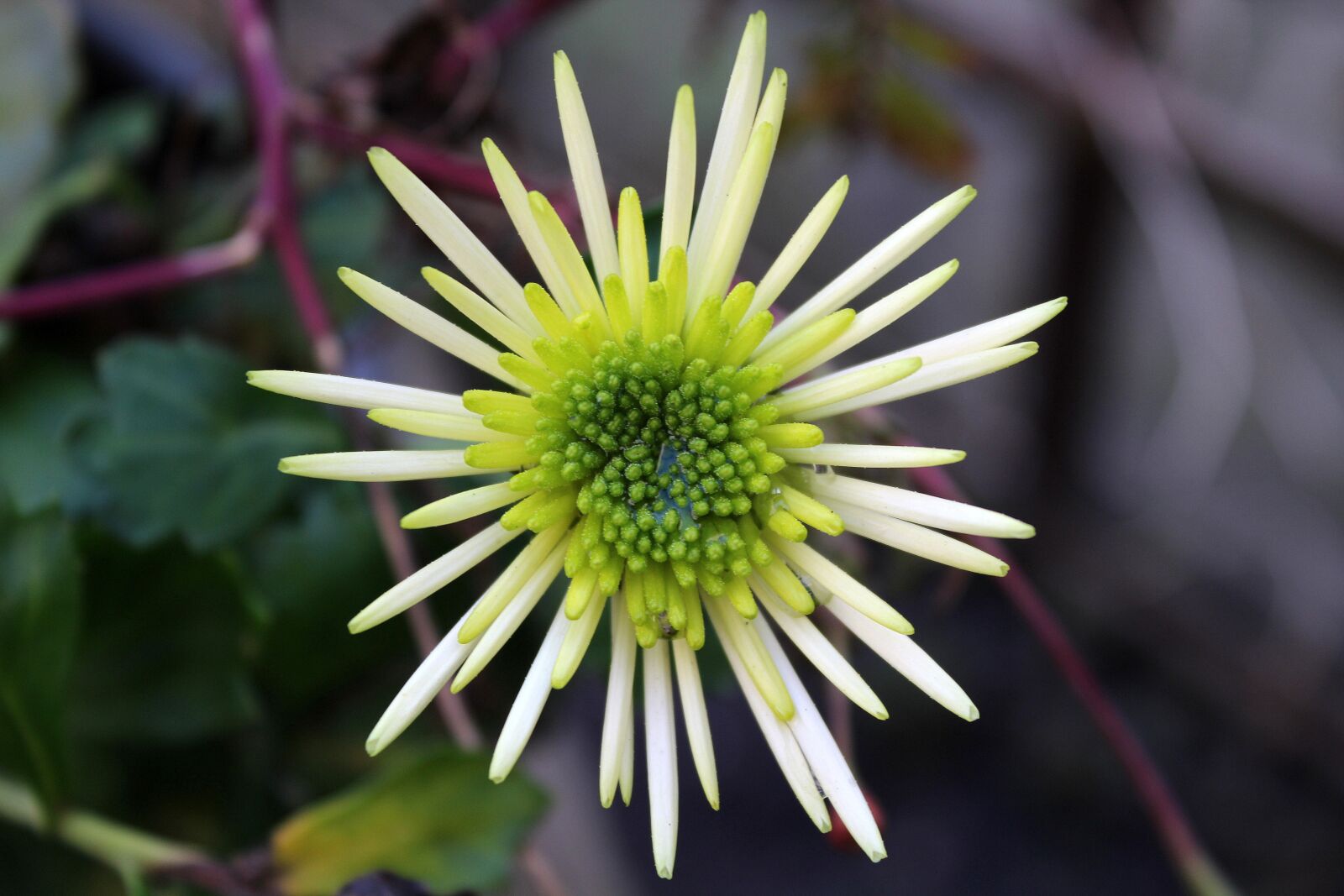 Canon EOS 1200D (EOS Rebel T5 / EOS Kiss X70 / EOS Hi) sample photo. Flower, autumn, flowering photography
