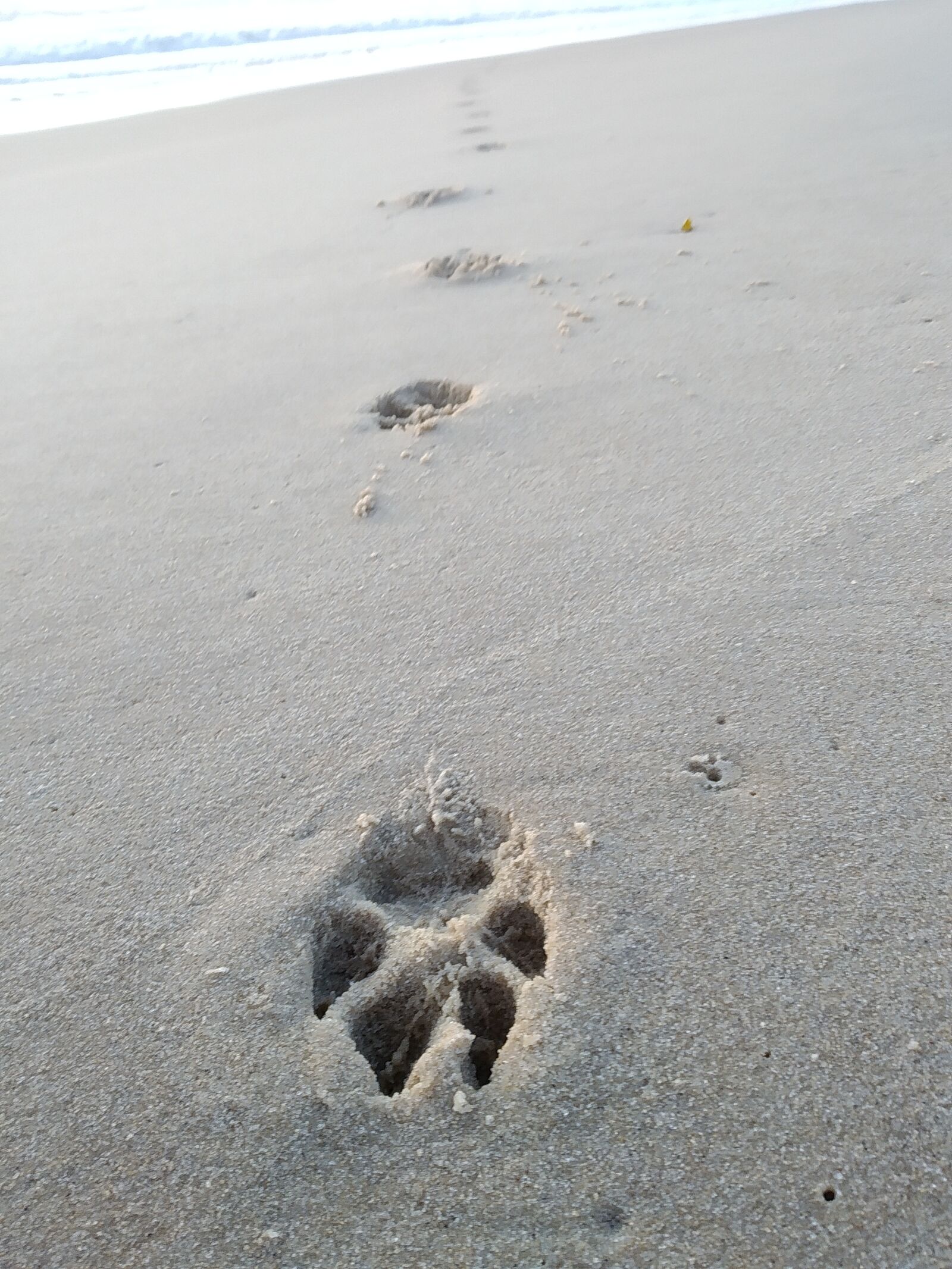 Xiaomi Mi A2 Lite sample photo. Footprint, dog, human photography