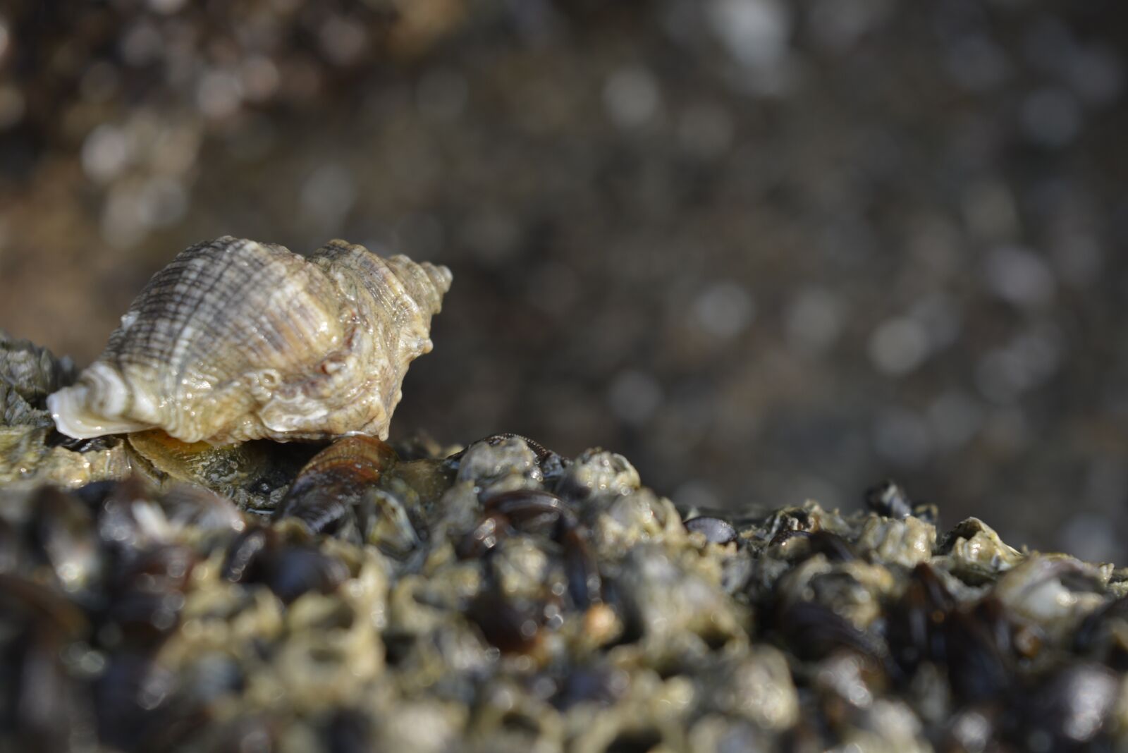 Nikon D5200 sample photo. Seashell, seashells on the photography