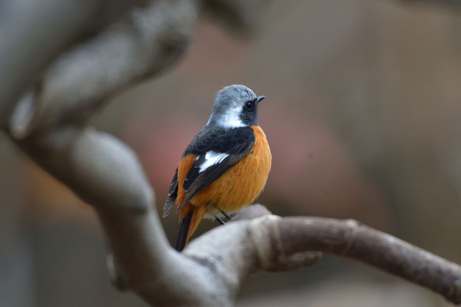 Nikon D500 sample photo. Natural, outdoors, wild animals photography