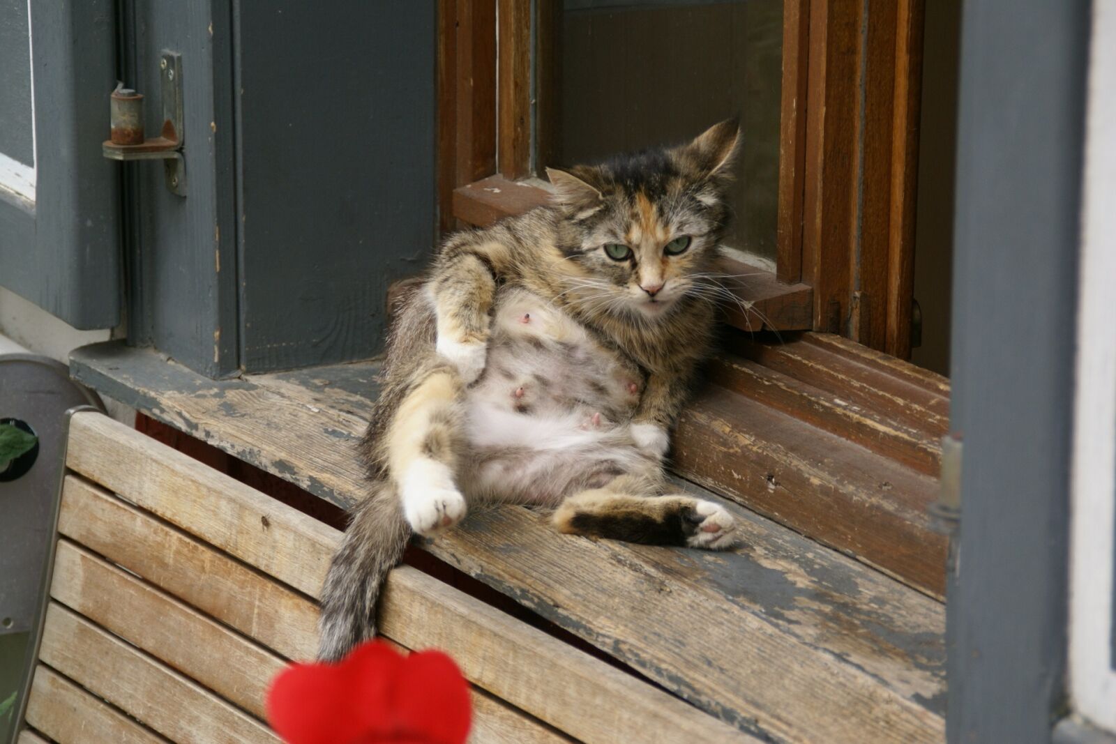 Sony Alpha DSLR-A100 sample photo. Cat, sitting, feline photography