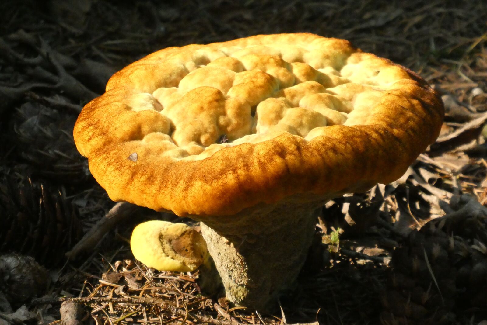 Panasonic Lumix DC-ZS70 (Lumix DC-TZ90) sample photo. Mushroom, autumn, forest photography