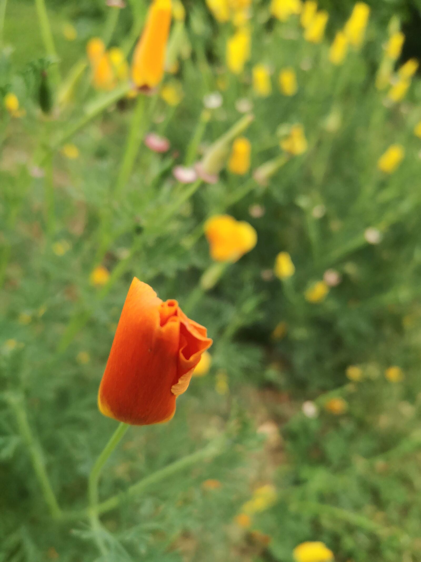 HUAWEI P20 sample photo. Poppy, flower, garden photography