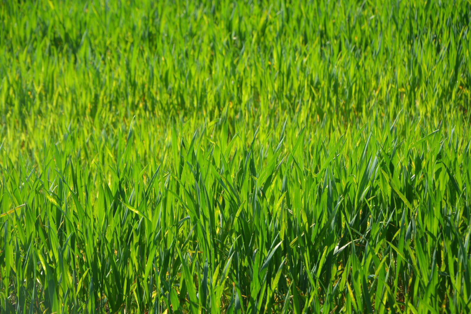 Nikon D5200 sample photo. Wheats, culture, agricultural photography