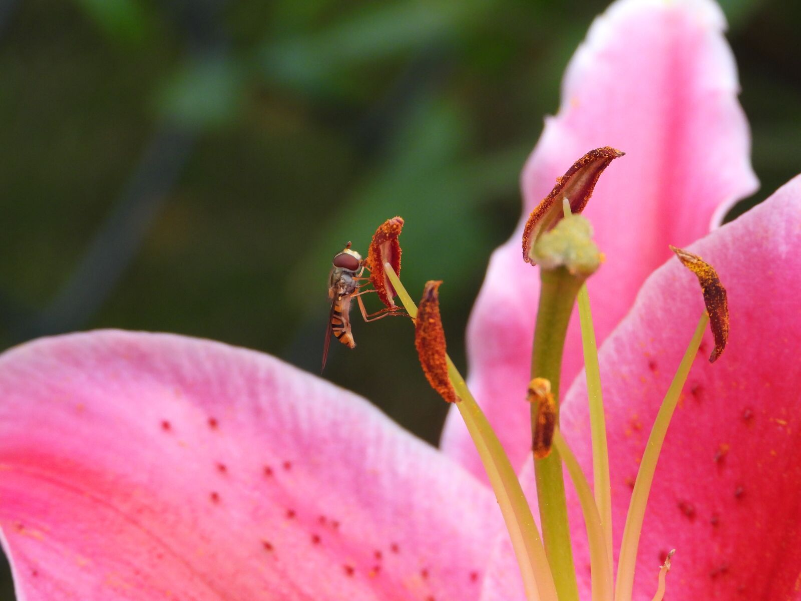 Nikon Coolpix P1000 sample photo. Lily, flower, garden photography