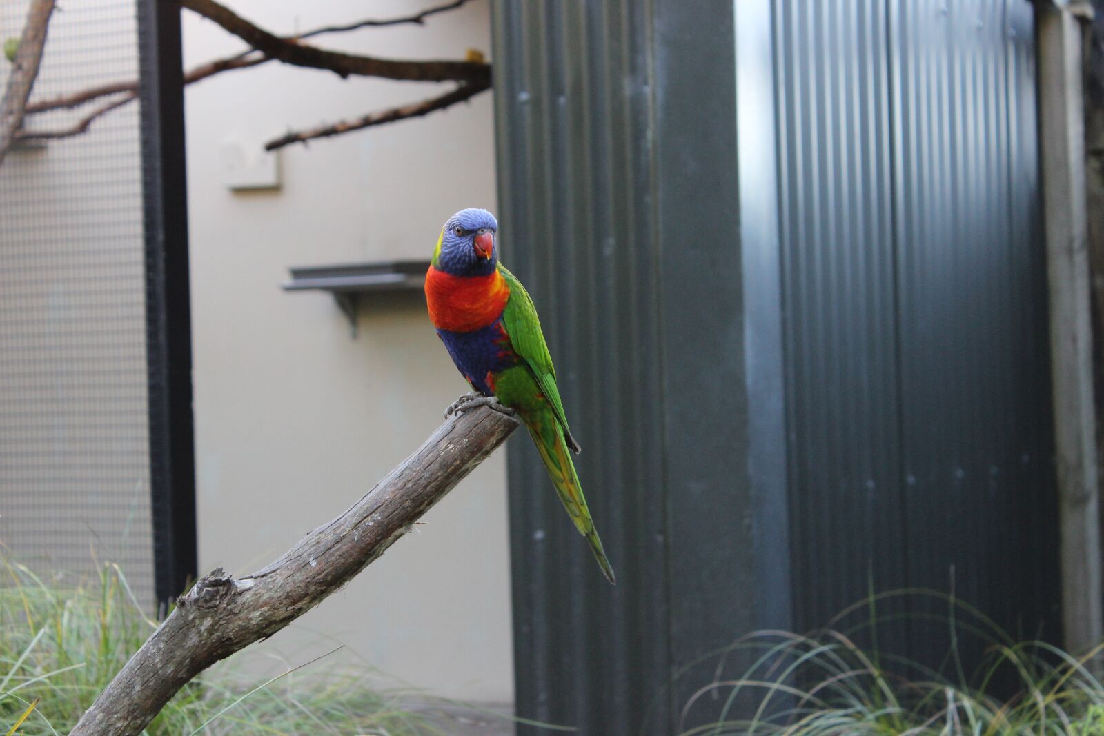 Canon EOS 600D (Rebel EOS T3i / EOS Kiss X5) sample photo. Parrot, bird, branch photography