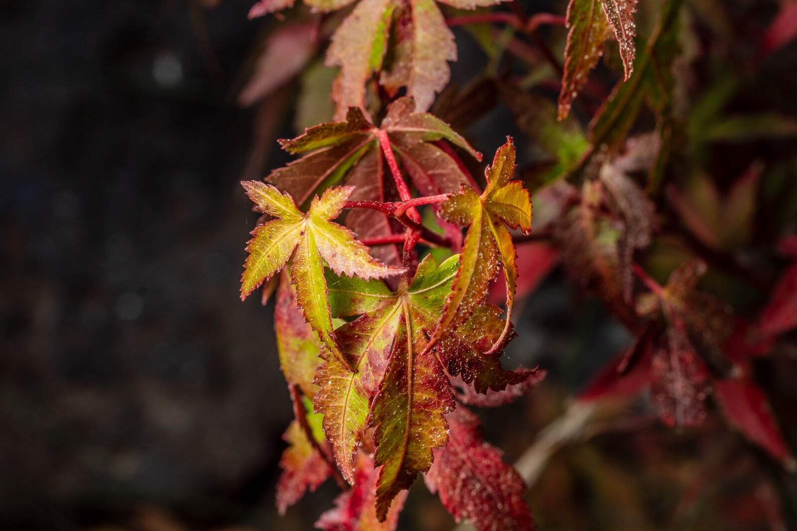 Sony SLT-A68 + MACRO 50mm F2.8 sample photo. Autumn, leaves, nature photography